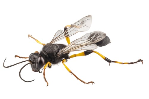 Mud Daubers Burlington