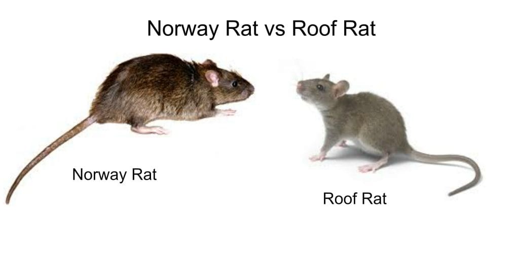 Roof Rat vs Norway Rat Control 1 Burlington