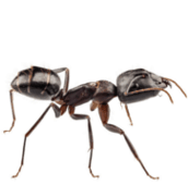ant control Burlington