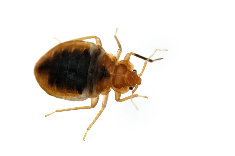 bed bug exterminator Burlington