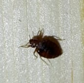 bed bug identification Burlington