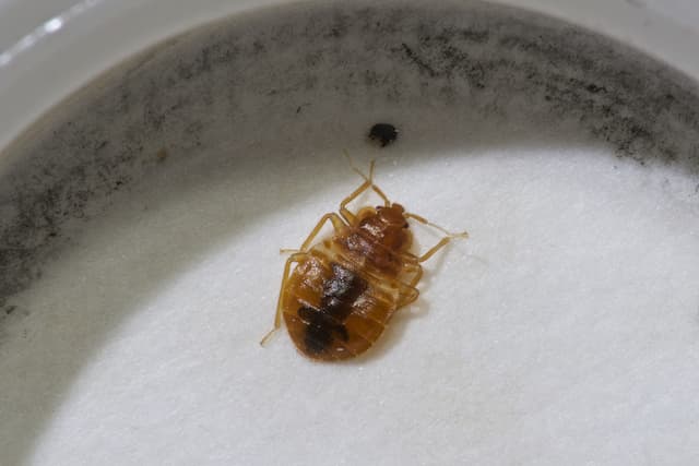 bed bug removal what you need to know