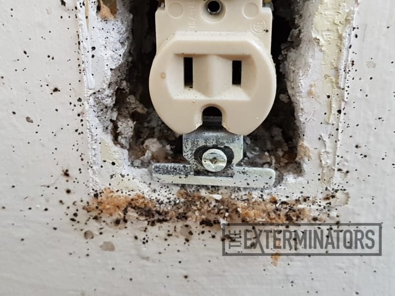 bed bugs wall outlet control Burlington