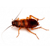 brown banded cockroach Burlington