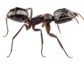 carpenter ant control Burlington