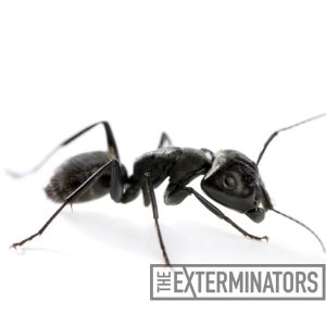 carpenter ant pest control Burlington