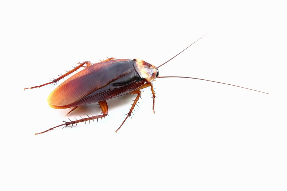 cockroach control Burlington