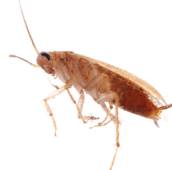 cockroach control pest control Burlington