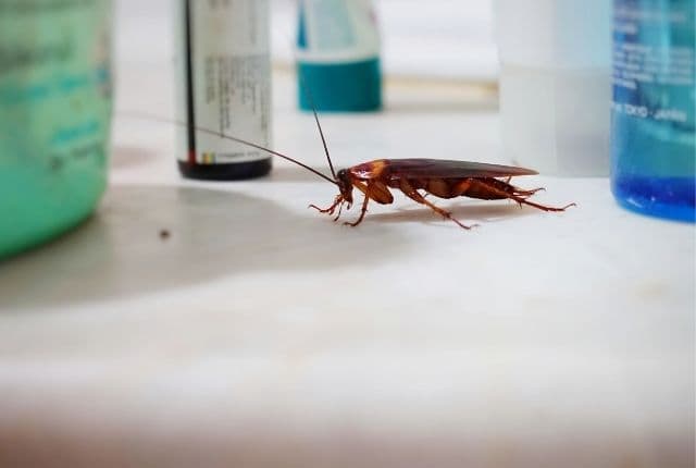 DIY cockroach extermination