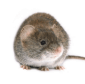 mouse control pest control Burlington