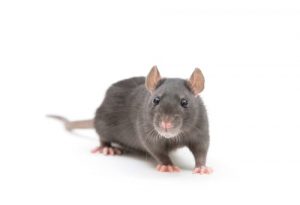 rat exterminator Burlington