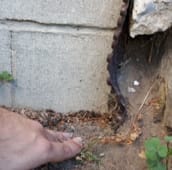 rat inspection Burlington