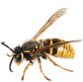 wasp control Burlington