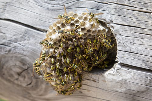 wasp nest removal Burlington