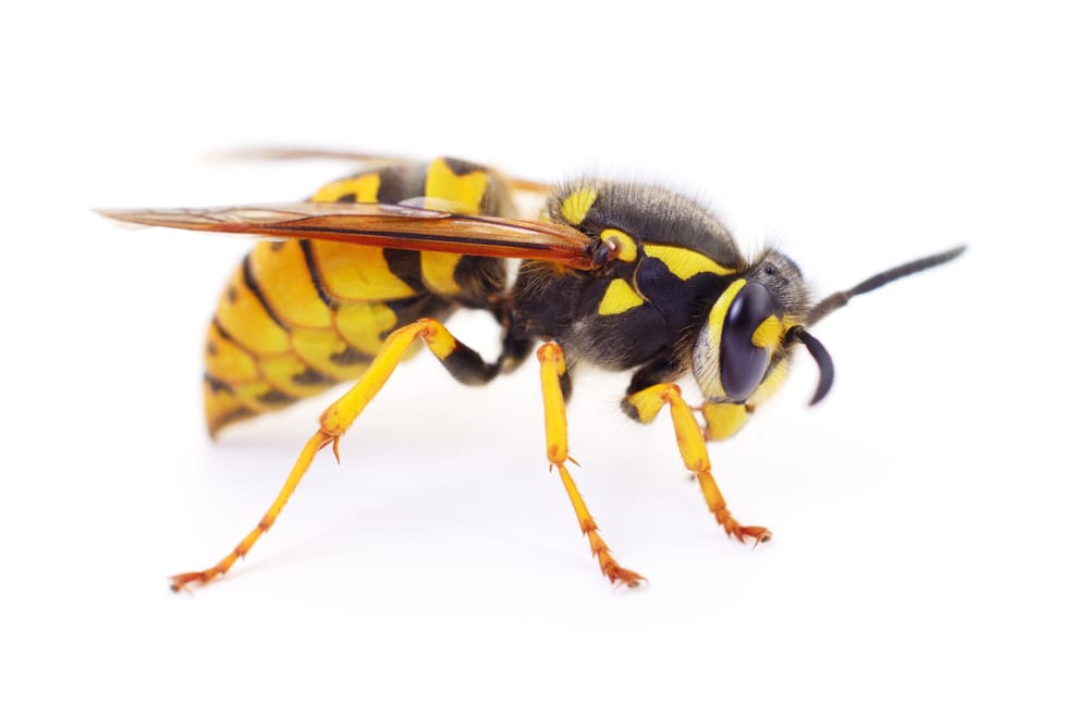 wasp removal service Burlington