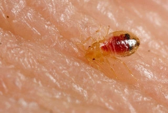 What can you do to prevent bedbugs from entering your home