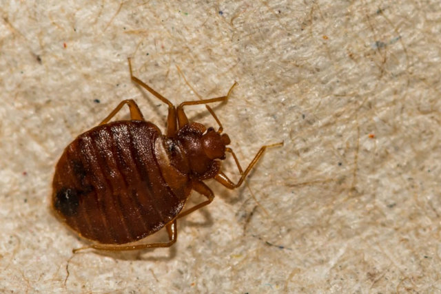 Where do Bed Bugs Come From