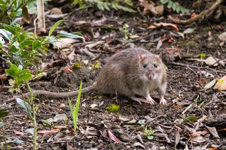 How do mouse and rat droppings differ