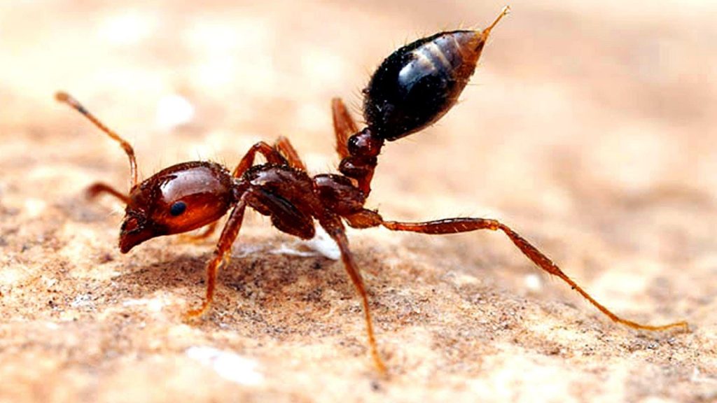 How to check your backyard for fire ants