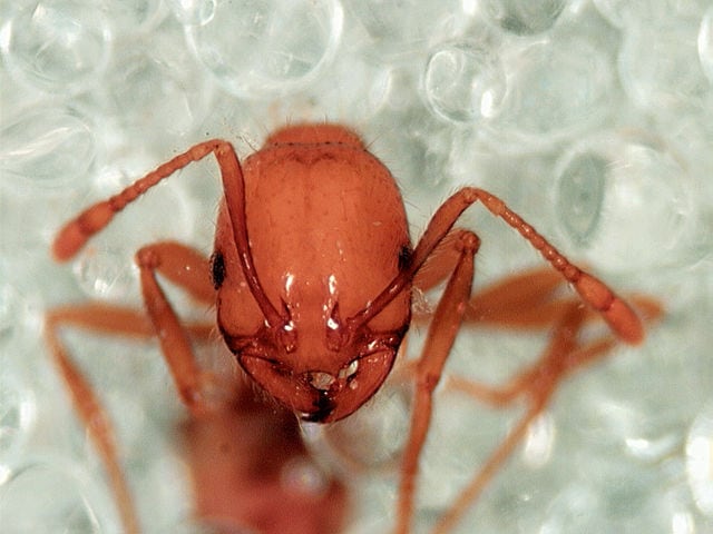 How to check your backyard for fire ants