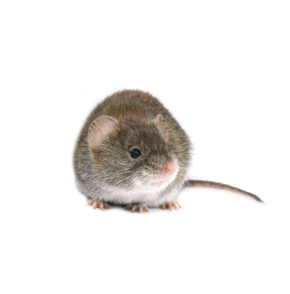 Is Hantavirus going to be the next pandemic?