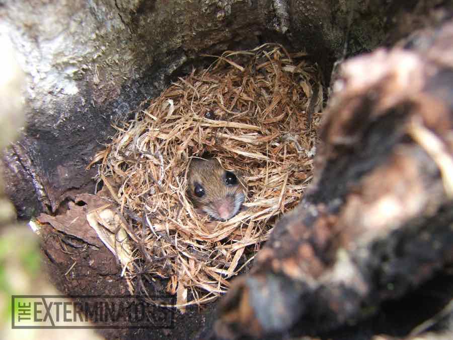 Is mice urine poisonous