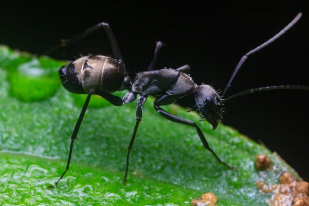 how to deal with carpenter ants in roof