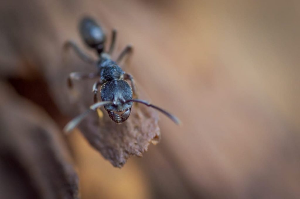 how to deal with carpenter ants in roof