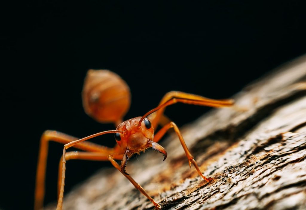 how to deal with little ants in house in winter