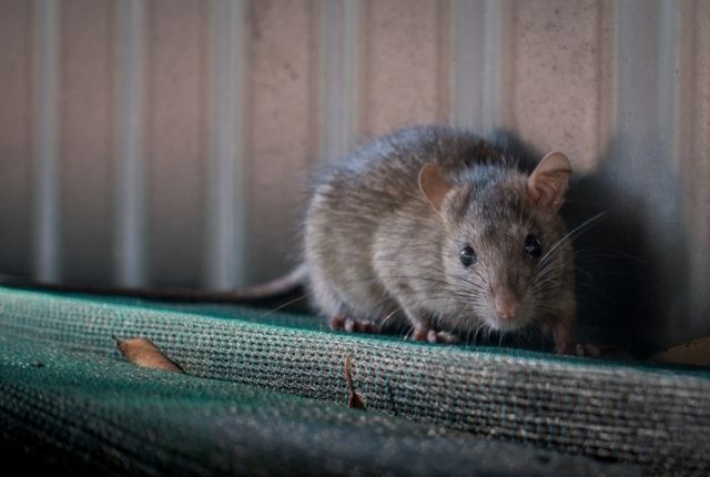 How do mouse and rat droppings differ