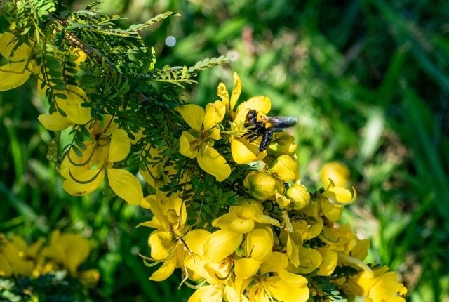 Signs of carpenter bee infestation