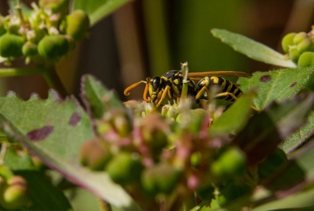 Types of yellowjackets and yellowjacket nests