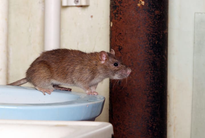 What are the effective rat control solutions