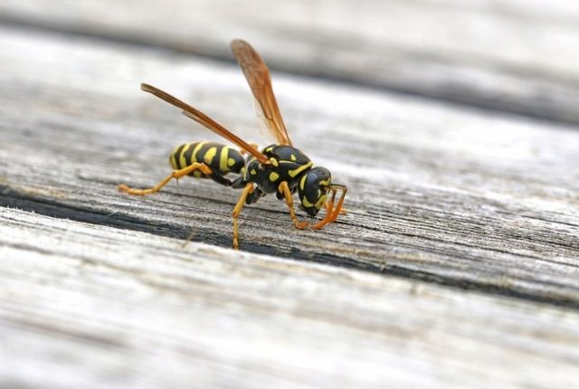 What can I plant in my garden to keep wasps away