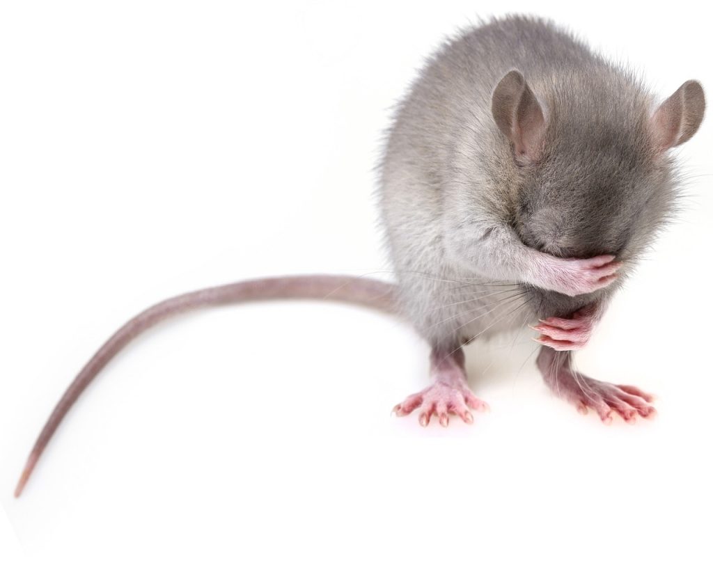 What diseases are spread by rats