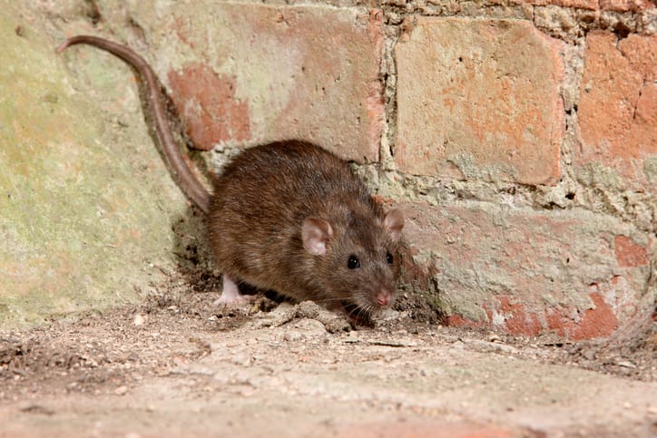 What diseases are spread by rats