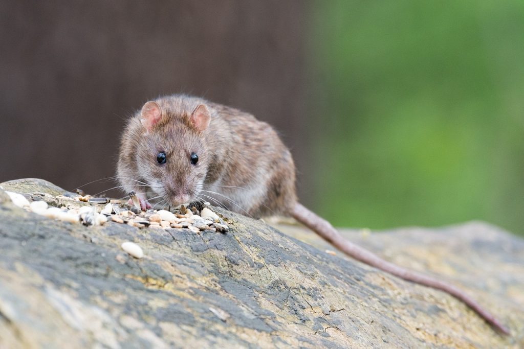 What happens to rats after they eat poisoned bait