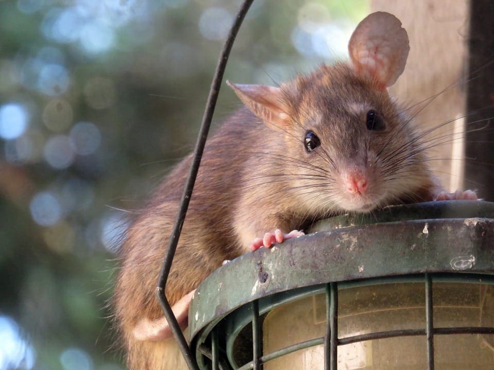 What happens to rats after they eat poisoned bait