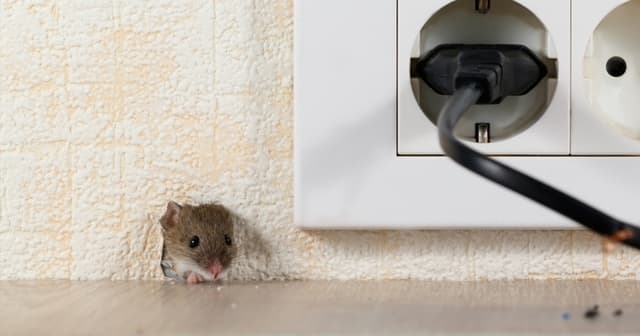 How to block mice from coming under an exterior door