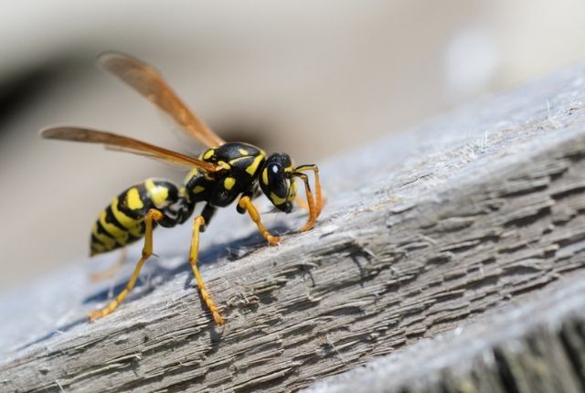 What can I plant in my garden to keep wasps away