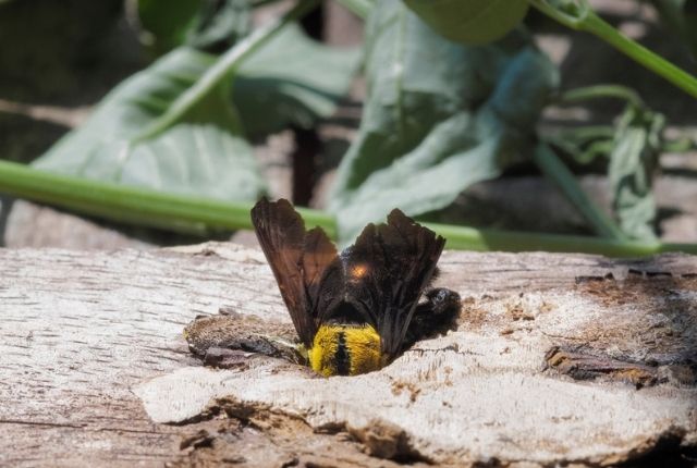 Signs of carpenter bee infestation