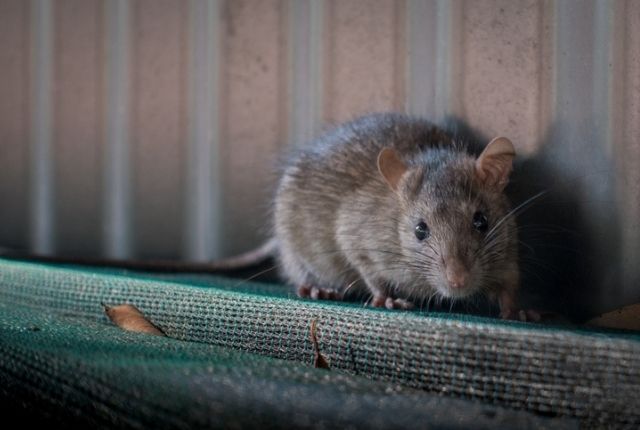 causes for rat infestation