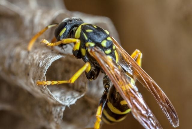 What you need to know about paper wasps