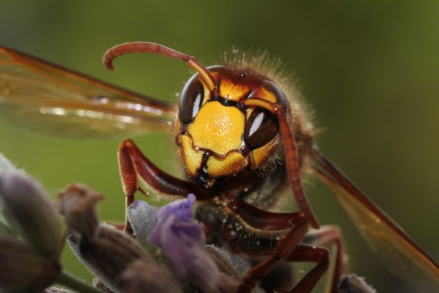 When to call a hornet or wasp exterminator