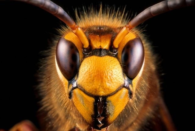 when to call a hornet or wasp exterminator
