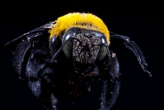 Why you need to plug up carpenter bee holes
