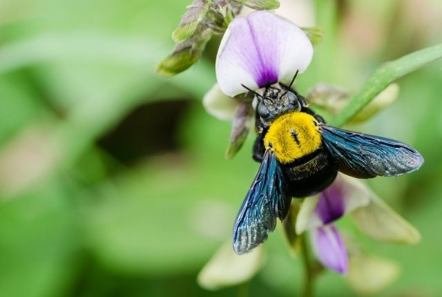 Why you need to plug up carpenter bee holes