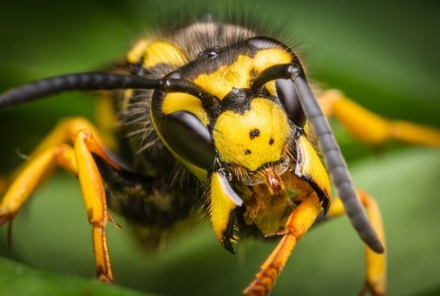 What do you do if you find a paper wasp