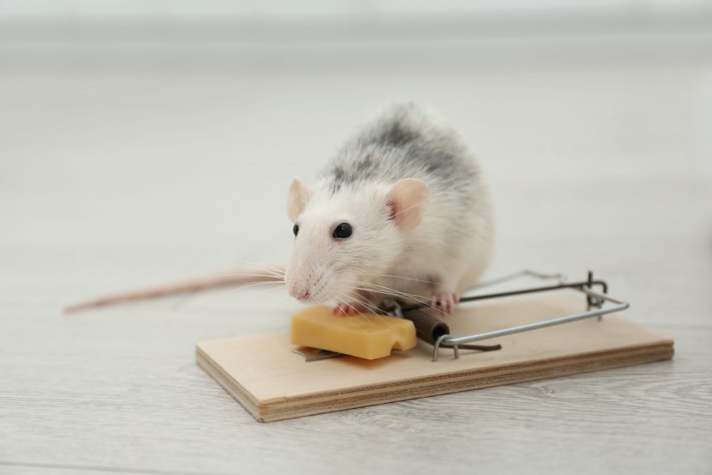 Can I use Mouse Snap Traps on Rats