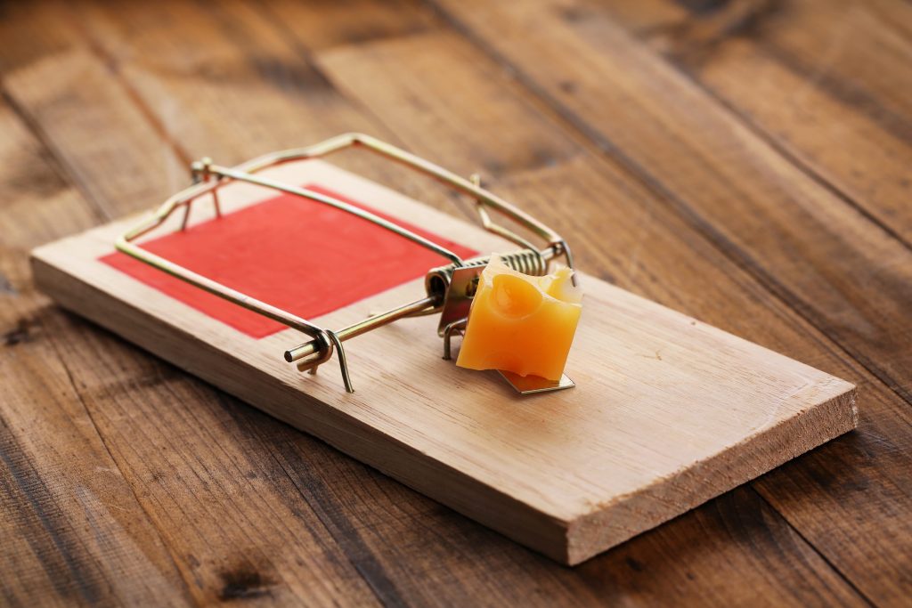 Mouse Trap Mistakes that you are Making